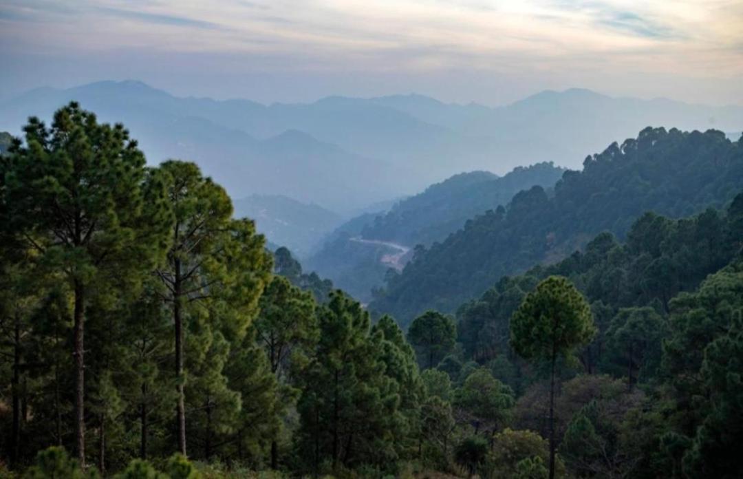 Mountain Mist Inn I Serviced Apt I Open Air Lawn & Rooftop I Bonfire I By Exotic Stays Kasauli Kültér fotó